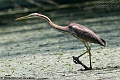 Purperreiger-2-07-2008-Carska Bara